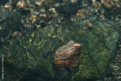Top view of a cute frog resting on a rock underwater in a clear river