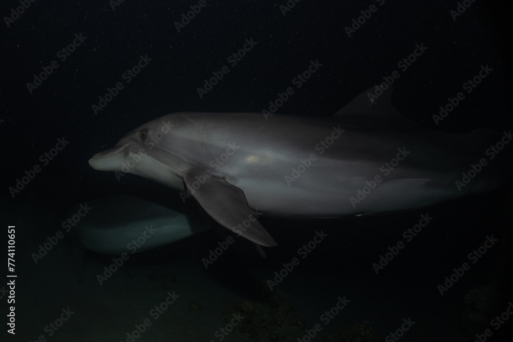 Fototapeta premium Dolphin swimming in the Red Sea, Eilat Israel 