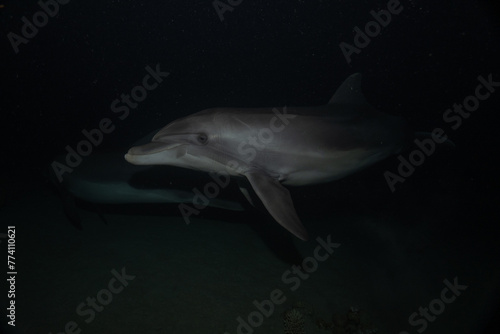 Photography Dolphin swimming in the Red Sea, Eilat Israel