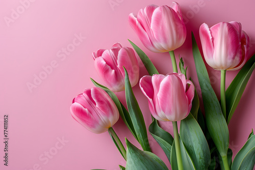 pink tulips on a pink background, flat lay concept for mother's day with copy space area