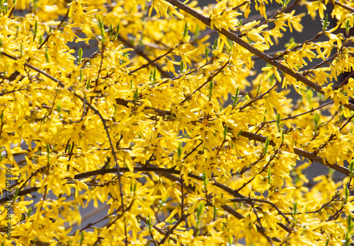 A close-up with many blooming branches of Forsythia