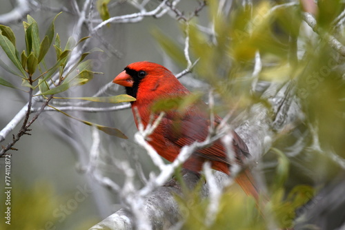 A close-up shot of a bright red cardinal sitting in the tree branches