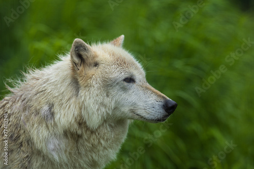 Arctic Wolf or Polar White Wolf  is a subspecies of the Gray Wolf  a mammal of the family Canidae. Arctic Wolves inhabit the Canadian Arctic  Alaska and Greenland.