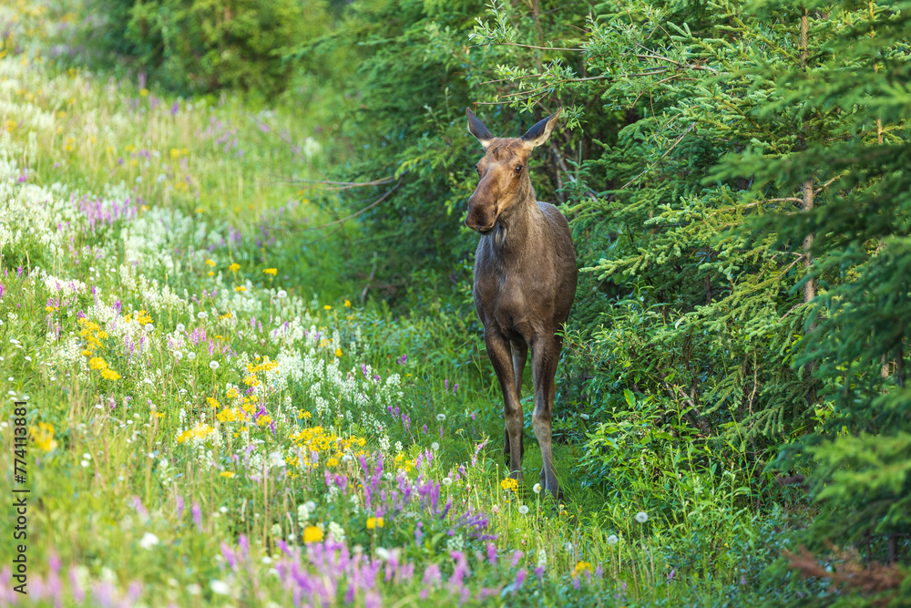 A baby moose having a feed in front of the Alaska Range in Denali National Park one morning.
A baby moose having a feed in front of the Alaska Range in Denali National Park one morning.