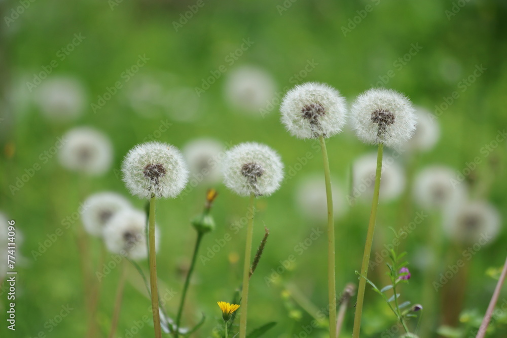 dandelions in a meadow in spring dandelions in a meadow in spring