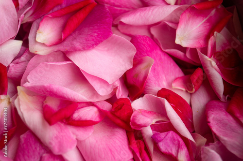 This captivating photo of rose petals is a visual poem of love and delicacy. The gradient of soft pinks to deep reds  coupled with meticulous composition  creates a mesmerizing symphony.