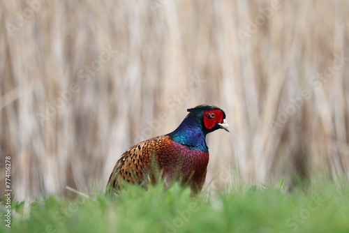 pheasant male in the grass, near the reed bed, with space