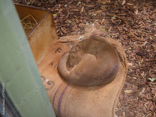 Sulawesi civet sleeps in its enclosure near the glass. walk in Frankfurt Zoological garden, founded in 1858 and second oldest zoo in Germany