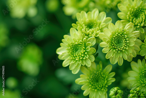 Vibrant green chrysanthemum flowers blooming beautifully against a lush green background