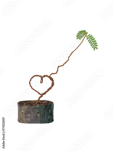 The tamarind tree is bent into the shape of a heart.