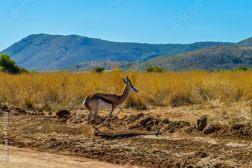 Springbok antelope ( Antidorcas marsupialis ) is national animal of South Africa taken in a game reserve during safari photo