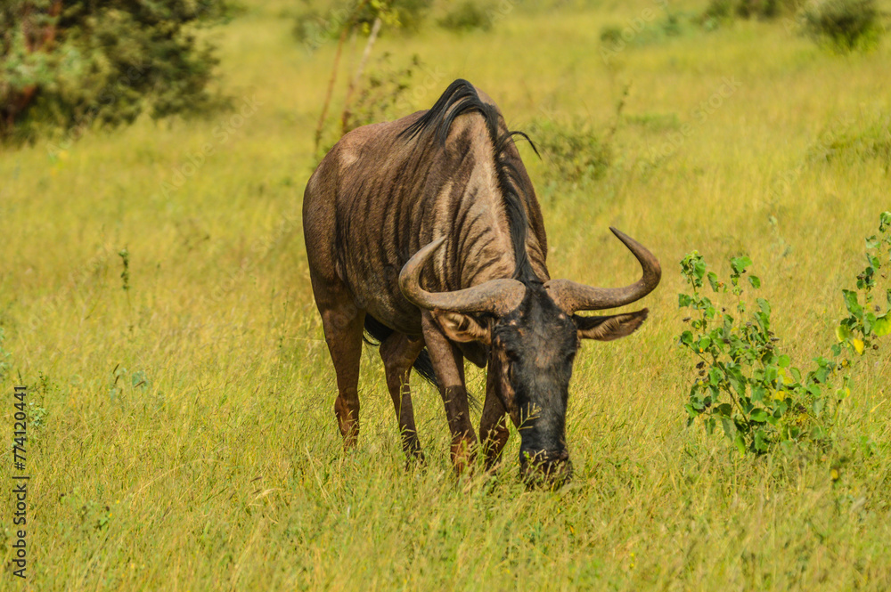 Obraz premium Blue wildebeest in Kruger national park South Africa