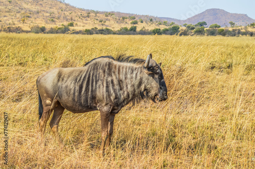 A blue wildebeest portrait during safari in South Africa