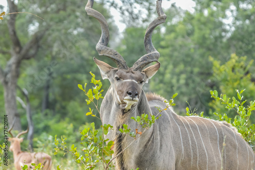 A large male Kudu antelope with big horns in Kruger national park South Africa
