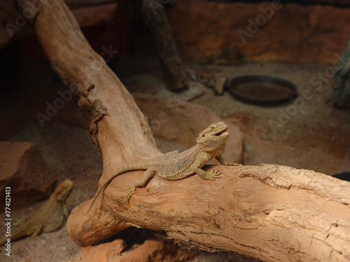 bearded dragon lizard lying in the branch in terrarium, walk in Frankfurt Zoological garden, founded in 1858 and second oldest zoo in Germany