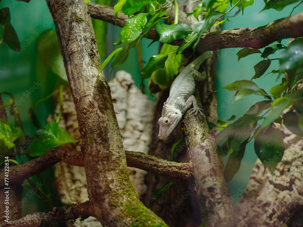 white lizard lying in the branch in terrarium. walk in Frankfurt Zoological garden, founded in 1858 and second oldest zoo in Germany white lizard lying in the branch in terrarium. walk in Frankfurt Zoological garden, founded in 1858 and second oldest zoo in Germany