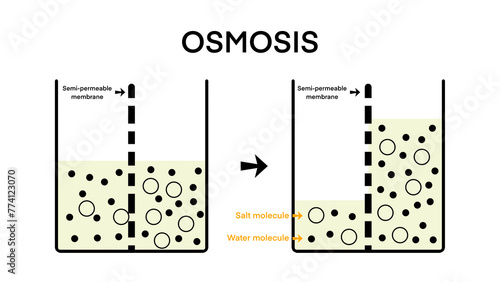 osmosis  Solvent passing through the semipermeable membrane from the less concentrated part to the more concentrated part  osmosis flow direction physics science education  solvent solute solution    