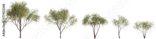 3d illustration of set Callistemon viminalis tree isolated on transparent background photo