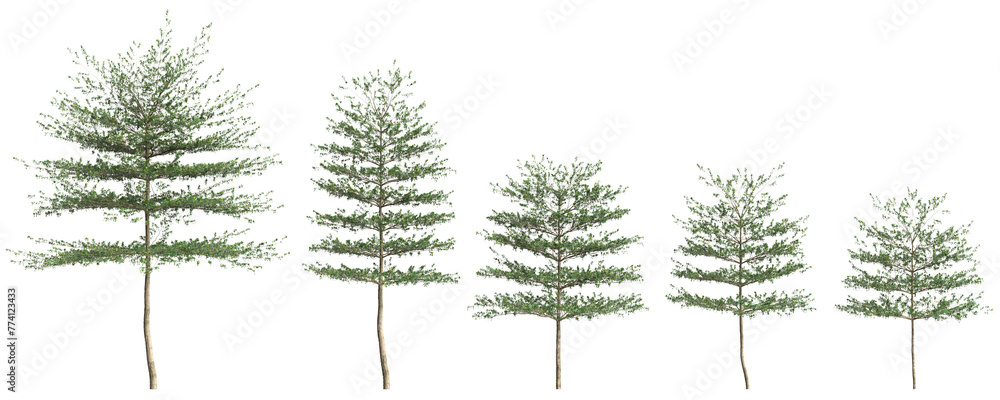 3d illustration of set Terminalia Mantaly tree isolated on transparent background