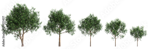 3d illustration of set Cupaniopsis anacardioides tree isolated on transparent background photo