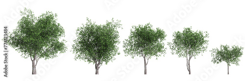 3d illustration of set Platanus acerifolia tree isolated on transparent background photo