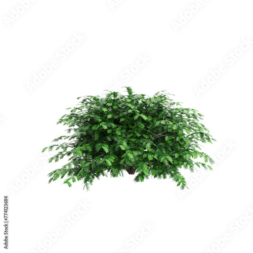 3d illustration of Taxus baccata bush isolated on transparent background