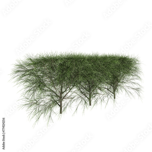 3d illustration of Casuarina equisetifolia treeline isolated on transparent background, perspective