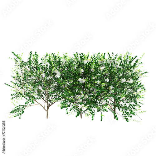 3d illustration of Murraya paniculata treeline isolated on transparent background