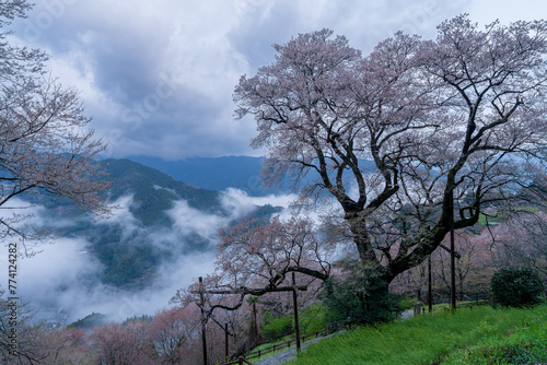 仁淀川町のひょうたん桜
 photo