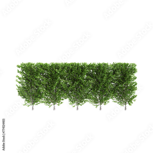 3d illustration of Carpinus betulus treeline isolated on transparent background