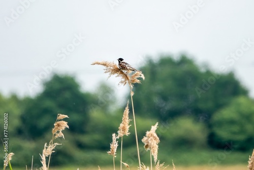male reed bunting emberiza schoeniclus perched on reeds photo