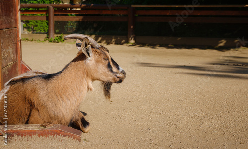 Small goat in Frankfurt Petting zoo, Germany, walk in Frankfurt Zoological garden, founded in 1858 and second oldest zoo in Germany photo