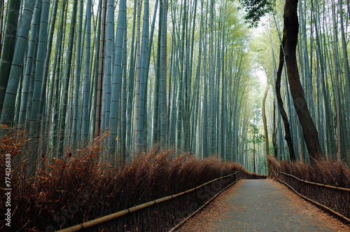 Arashiyama Green Escape  Daytime views of Arashiyama Bamboo Forest capture its verdant beauty and peaceful ambiance                                                 