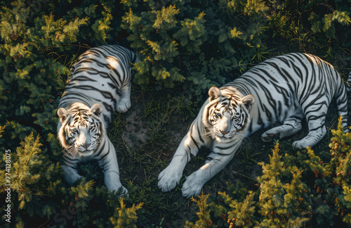 Two white tigers  one sitting on the ground and another lying down  were photographed in an outdoor environment at noon