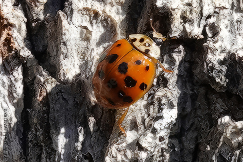 Ladybugs occupying tree bark during swarming