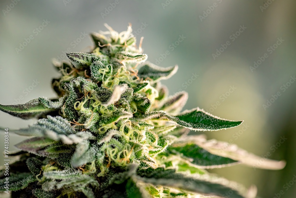 Cannabis flowers plant Closeup with fresh fan leaves cola pistil trichomes and sugar leaves. Cola and Flower Buds of Cannabis have Bract and Calyx with Pistil and Stigma many CBD, THC. Cannabis flowers plant Closeup with fresh fan leaves cola pistil trichomes and sugar leaves. Cola and Flower Buds of Cannabis have Bract and Calyx with Pistil and Stigma many CBD, THC.