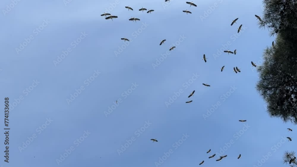 This video captures the tranquil yet compelling flight of storks against a serene sky, a crisp, high-resolution testament to the wonders of migration. As these elegant birds catch the thermals, they