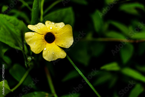yellow flower with dew © Johnster Designs
