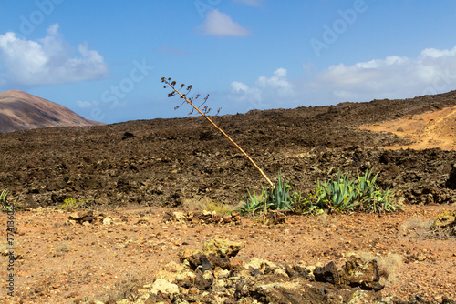 Hiking trail to Caldera Blanca. Agaves (Agave) in the lava field. Los Volcanes Natural Park, Lanzarote, Canary Islands, Spain