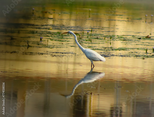 Long Neck Egret Bird Walking In The Big Lake