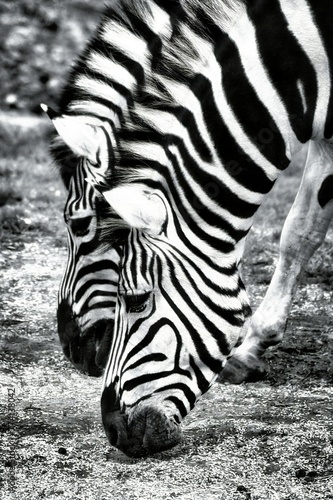 Monochrome shot of two zebras grazing in a meadow