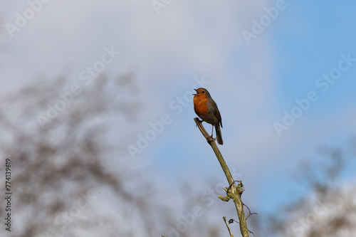 Robin red breast with beak open, calling on a branch,  on a sunny day, with blue sky and white clouds, bird on a branch with space