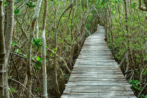 View of wooden bridge in flooded rainforest jungle of mangrove trees. Old wood floor with bridge or walk way through in tropical mangrove forest. Trail extends under shady tree.Tropical exotic travel photo