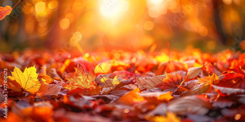 Autumn Splendor  Golden Sunlight Filtering Through Fall Leaves