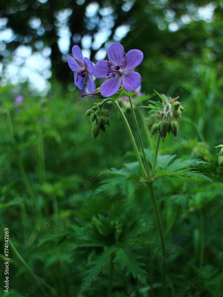 Fototapeta premium purple flowers in the garden