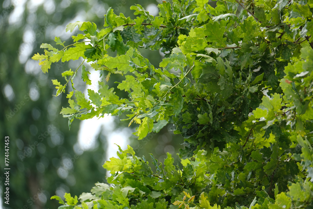 green oak branches in beautiful light, young green leaves oak, Quercus robur in spring garden, summer park, picturesque peaceful natural background, blur organic plant leaves shallow depth field green oak branches in beautiful light, young green leaves oak, Quercus robur in spring garden, summer park, picturesque peaceful natural background, blur organic plant leaves shallow depth field