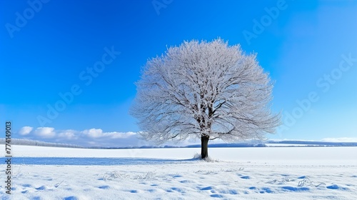 tree in the snow high definition(hd) photographic creative image