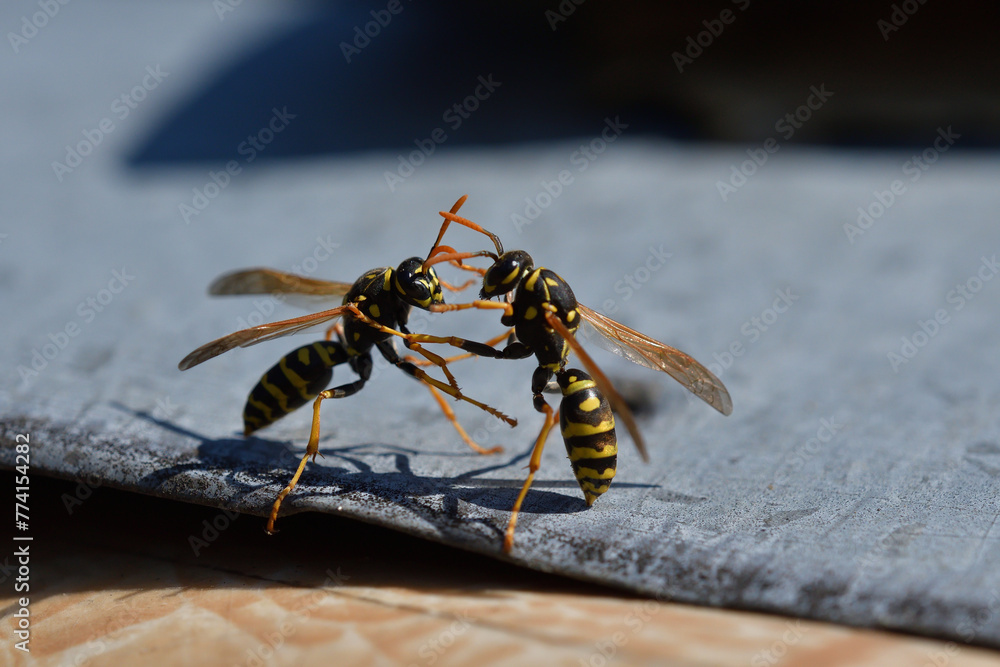 2 wasp are fighting for their territory in the spring macro