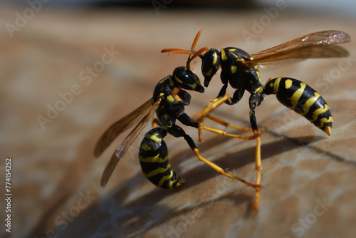 2 wasp are fighting for their territory in the spring macro 