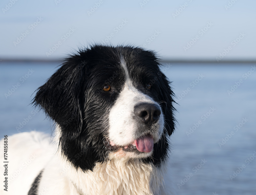 Jõesuu, Estonia - March 28 2024: Head portrait of a 5 years old female Landseer. Giant water rescue breed dog at the sea. Baltic sea background. Sunny spring day. Trustable expression of the dog. Jõesuu, Estonia - March 28 2024: Head portrait of a 5 years old female Landseer. Giant water rescue breed dog at the sea. Baltic sea background. Sunny spring day. Trustable expression of the dog.